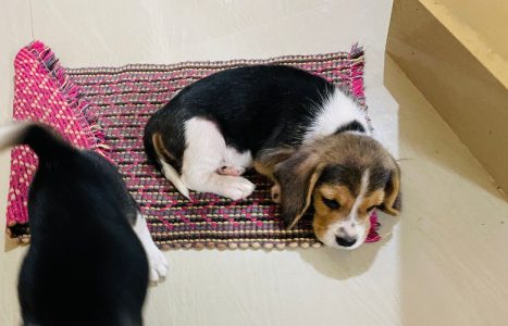 Beagle male and female puppies