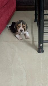 Beagle male and female puppies