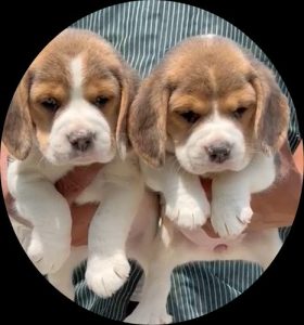 Beagle Male and female puppy available in Delhi Gurgaon Location 8570830887