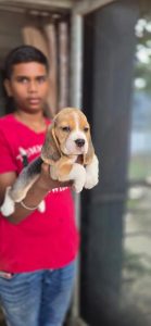 Beagle puppies 8825472494