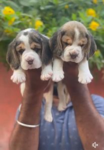 Beagle puppies available in Chennai
