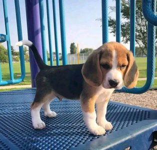Beagle puppies available 9394723663 whsaap us