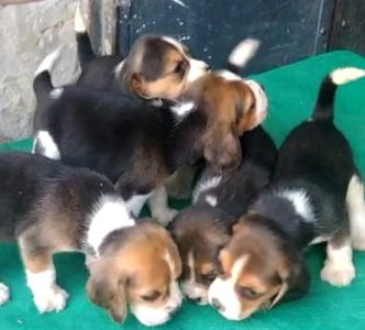 Beagle puppies available in Delhi Gurgaon Noida location 8570830887