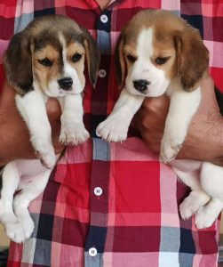 Beagle Puppies Available In Delhi Trust Kennel