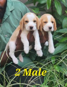 Beagle puppies available in Chennai
