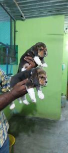 Beagle puppies available in Chennai