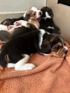 Beagle puppies