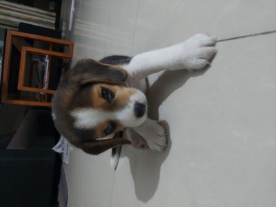Beagle puppy