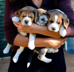 Beagle puppy