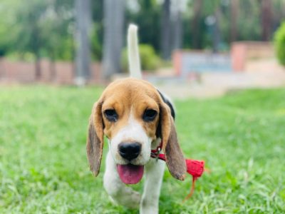 Beagle puppy