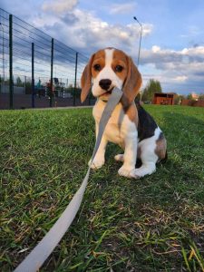 Beagle puppy