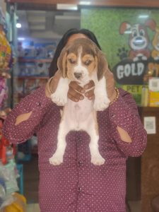 Beagle Pups Available For Sale Delhi 9654249090