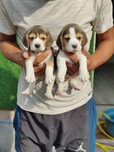 Beagle Pups Available Here Trust Kennel