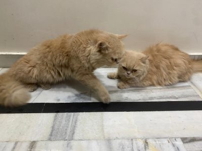 Beautifull persian cats for sell male and female