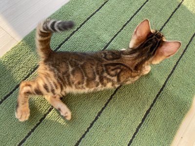 Bengal cat