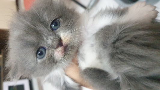 Bi colour Russian blue female