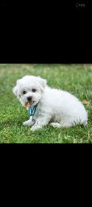 Bichon frise puppy