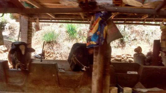 2 BIG GOAT & 6 SMALL GOAT