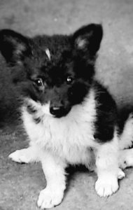Black and white pomeranian puppies