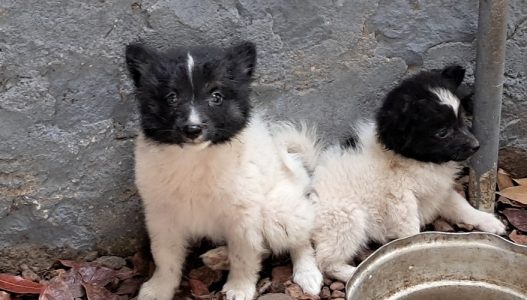 Black and white pomeranian puppies