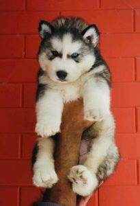 Blue eyes Siberian husky puppy available