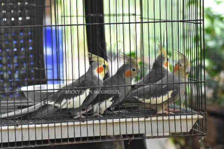 Breeding Pair Cocotail 