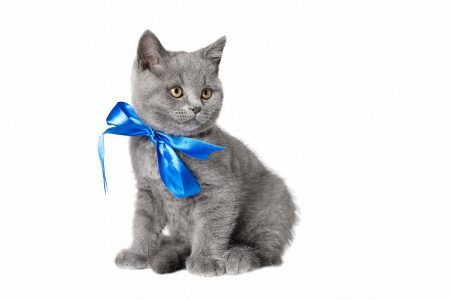 British Shorthair Cats and Kittens for sale