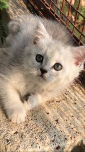 Britishshorthair chinchilla kitten