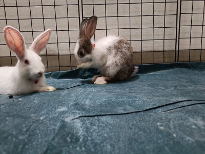 Bunnies for sale