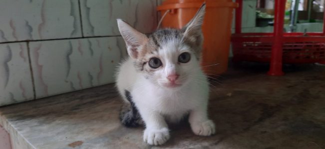 1 cat and 2 kittens for adoption