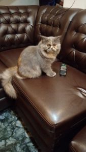 Cats female 8 months