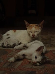 Cats free for adoption