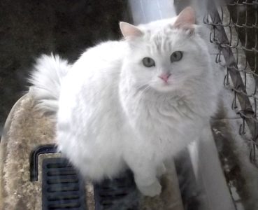 Cats Persian female male available
