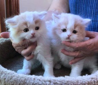 Cats Persian male female available
