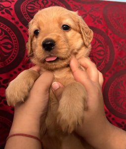 Champion Bloodline Golden Retriever Puppies Available