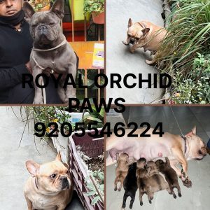 CHAMPION LINE TOP SHOW QUALITY FRENCH BULLDOG PUPPIES ARE READY TO GO ROYAL ORCHID PAWS