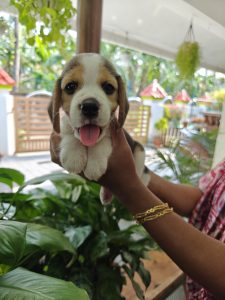 Champion lineage beagle