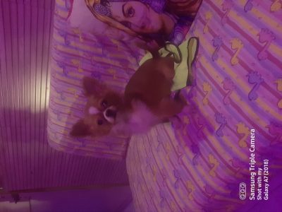 Chihuahua Long Caoted Puppies For Sale Delhi