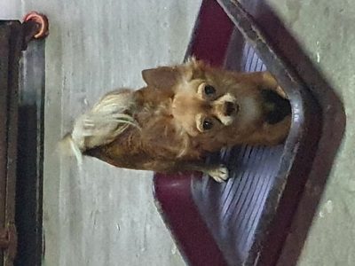 Chihuahua Puppies Available Call Trust Kennel