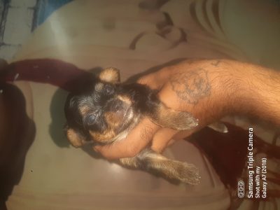 Chihuahua Puppies For Sale Delhi Trust Kennel