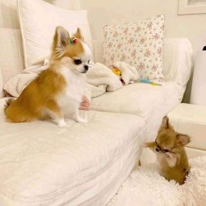 Chihuahua Puppies Ready Now For Sale Trust Kennel