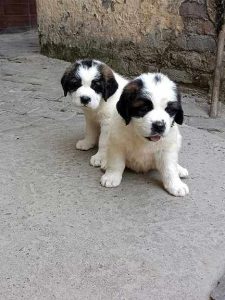 Chihuahua Puppies For Sale Trust Kennel