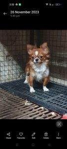 Chihuahua Puppies For Sale TrustKennel