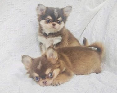 Chihuahua Pups Available Here Trust Kennel