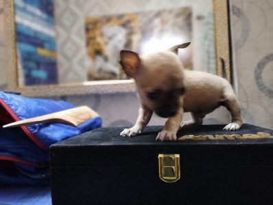 Chihuahua Pups Available In Delhi Trust Kennel