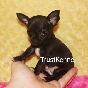 Chihuahua Pups For Sale Delhi