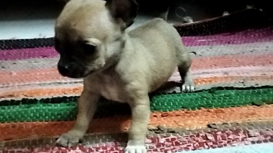 Chihuahua Pups For Sale Trust Kennel