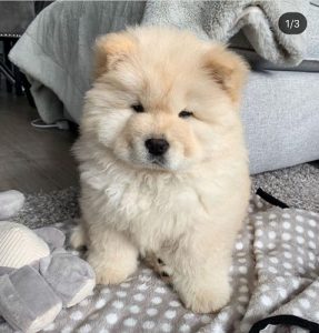 Chow Chow