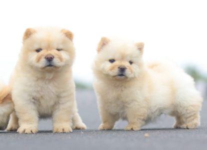 Chow Chow