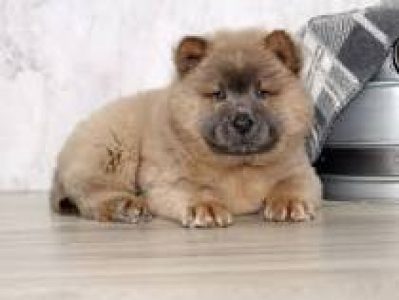 Chow Chow male puppy available